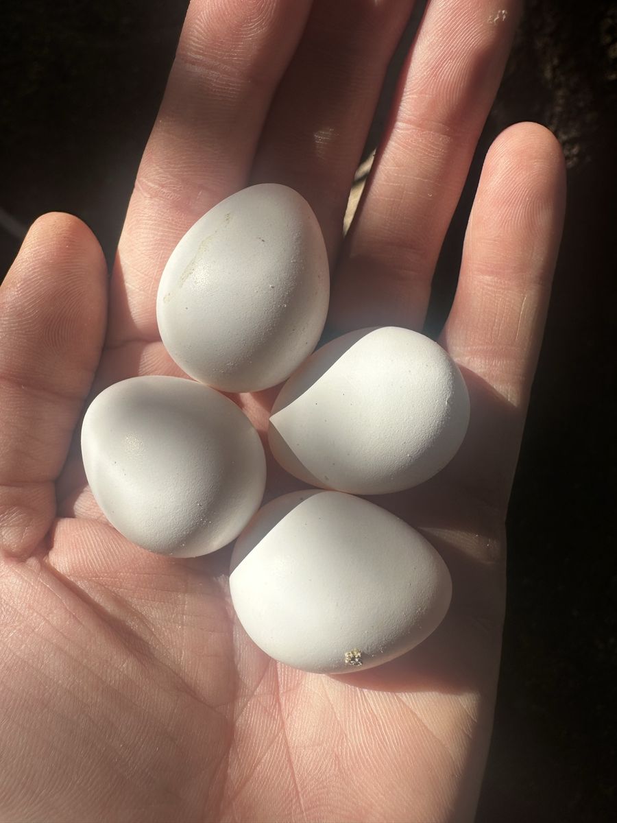 Bobwhite quail hatching eggs