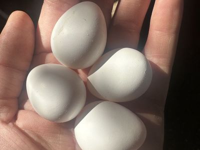 Bobwhite quail hatching eggs