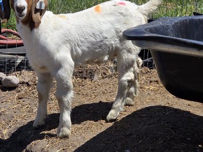 6 boer goats