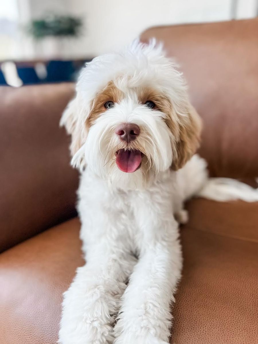 Tyson - 18lbs. -/- 22.2% GR Multigen Toy/Mini Goldendoodle Stud