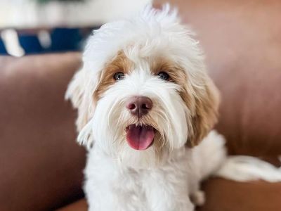 Tyson - 18lbs. -/- 22.2% GR Multigen Toy/Mini Goldendoodle Stud