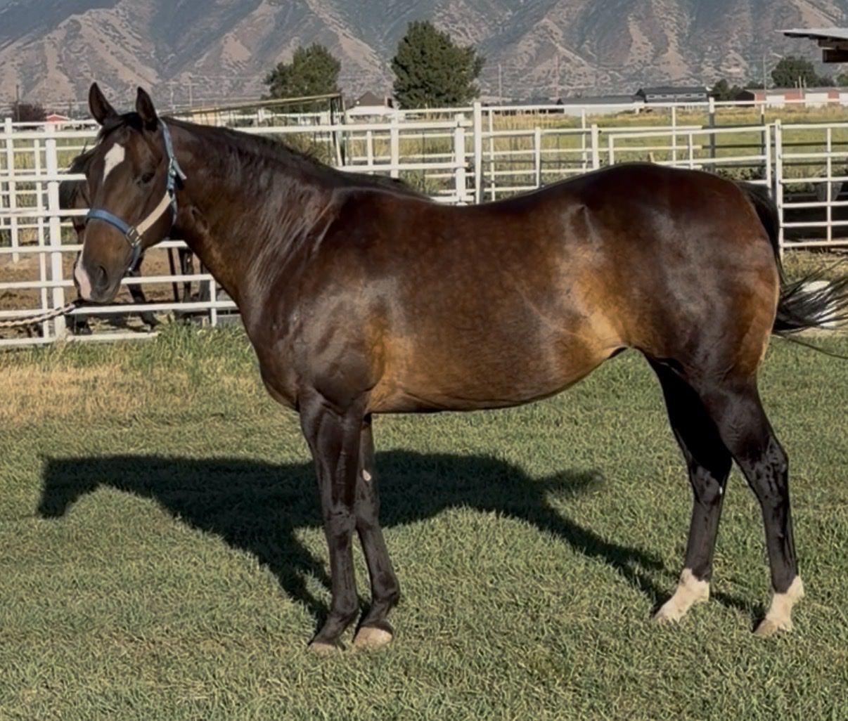 Barrel / Race Broodmare