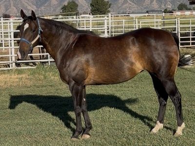 Barrel / Race Broodmare