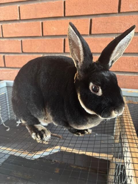 2 mini rex  bunnies   looking for a loving home