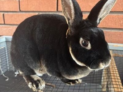 2 mini rex bunnies looking for a loving home