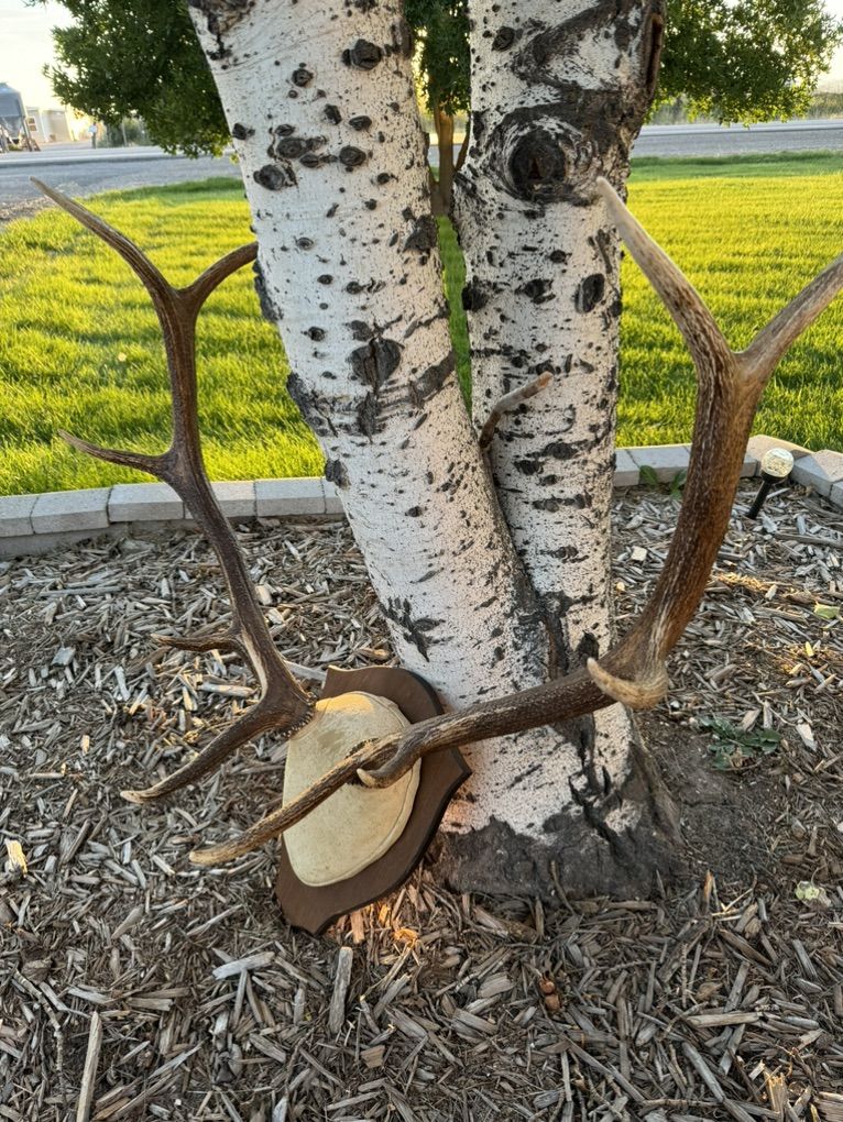 Elk Horns-European Mount