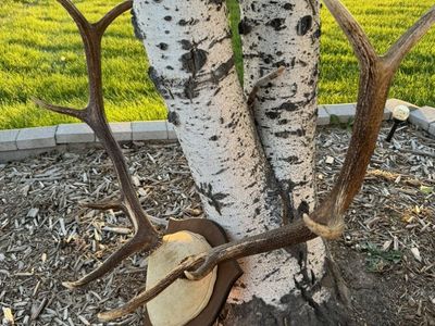 Elk Horns-European Mount