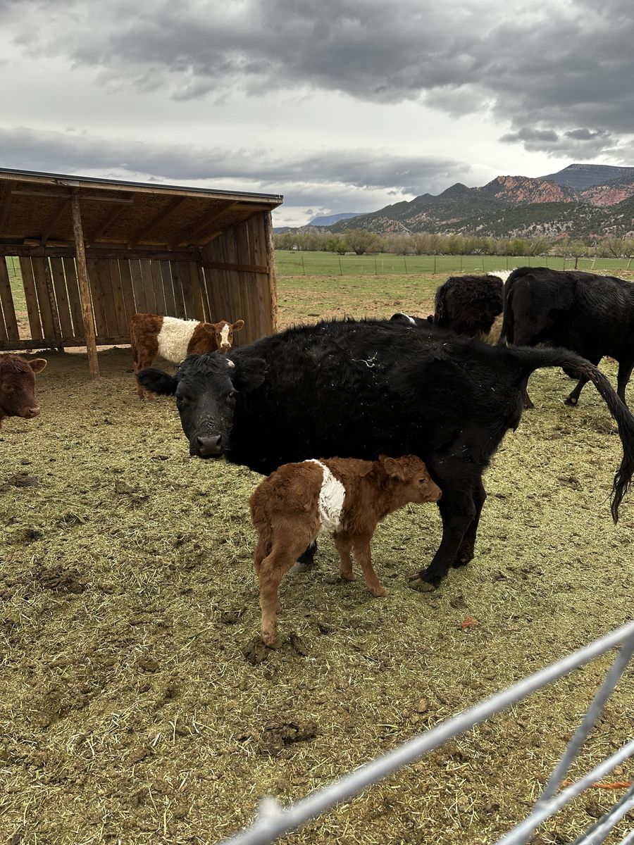 2 available heifers in Kanarraville