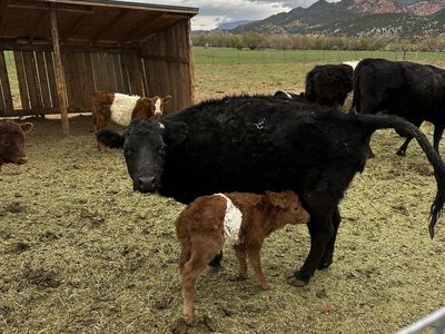 2 available heifers in Kanarraville