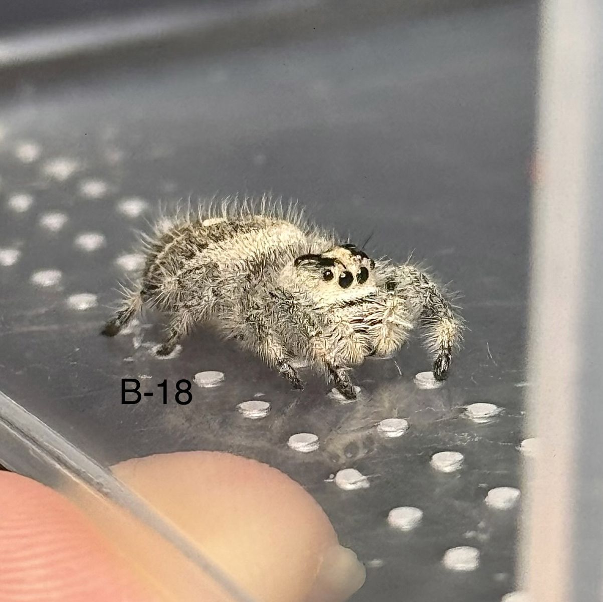 Regal Jumping spiders