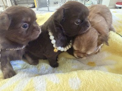 3 AKC, Apple, Head, Long Hair, Chihuahua, females 2100 each with full AKC