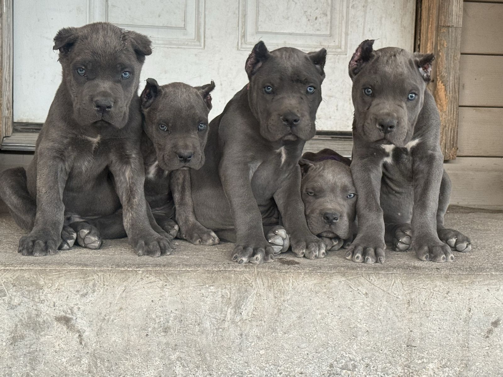Akc registered Cane Corso puppies