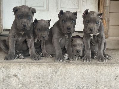Akc registered Cane Corso puppies