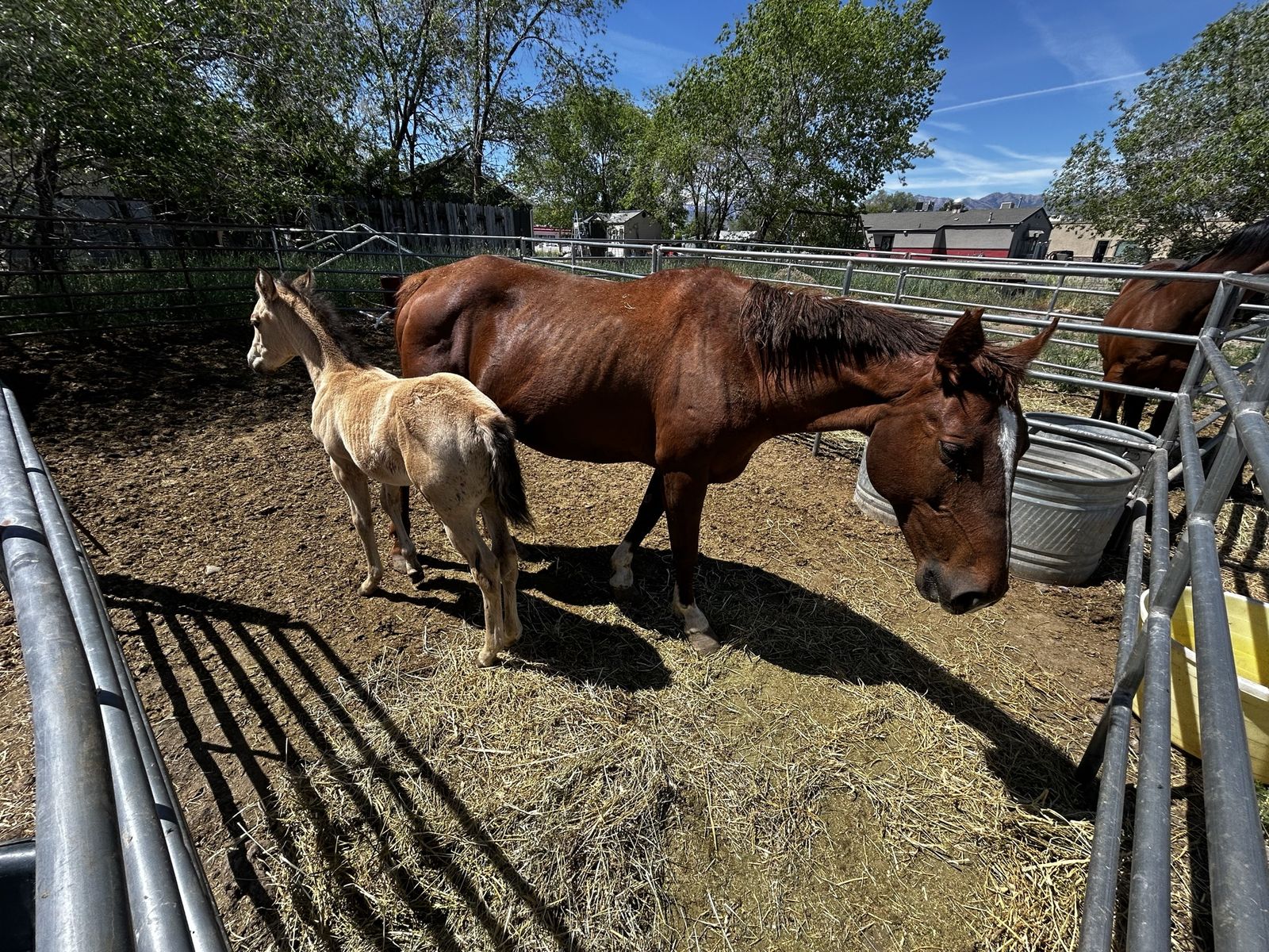 Grade mare and foal