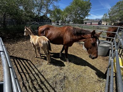 Grade mare and foal
