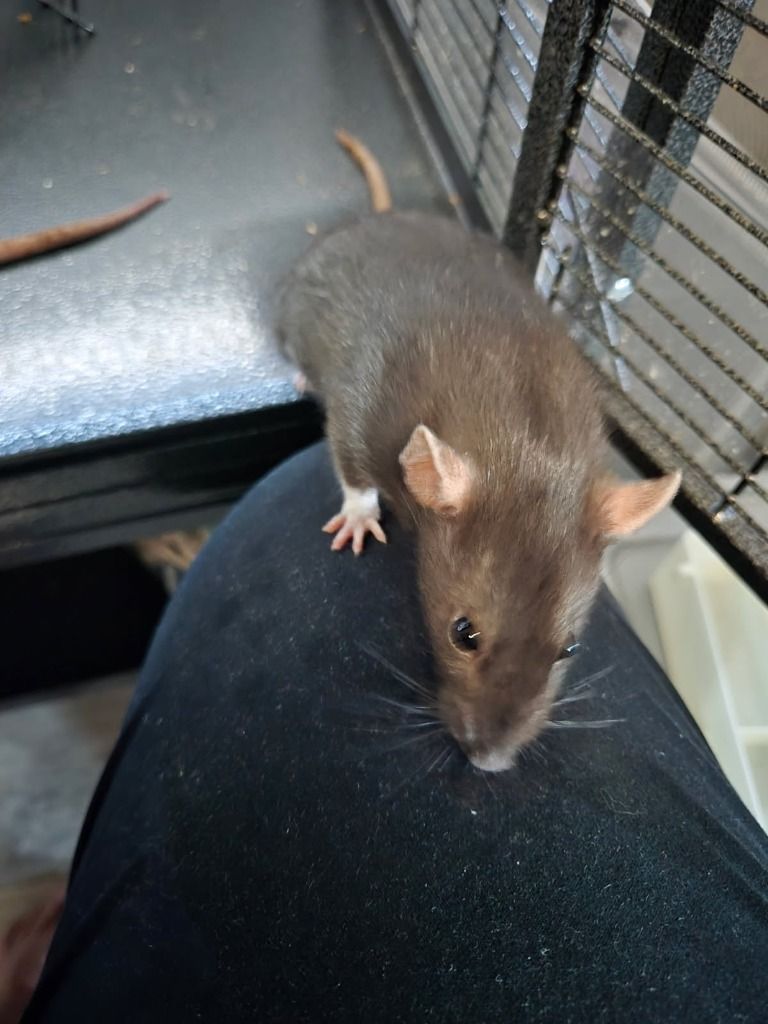 Harper the Pet Rat