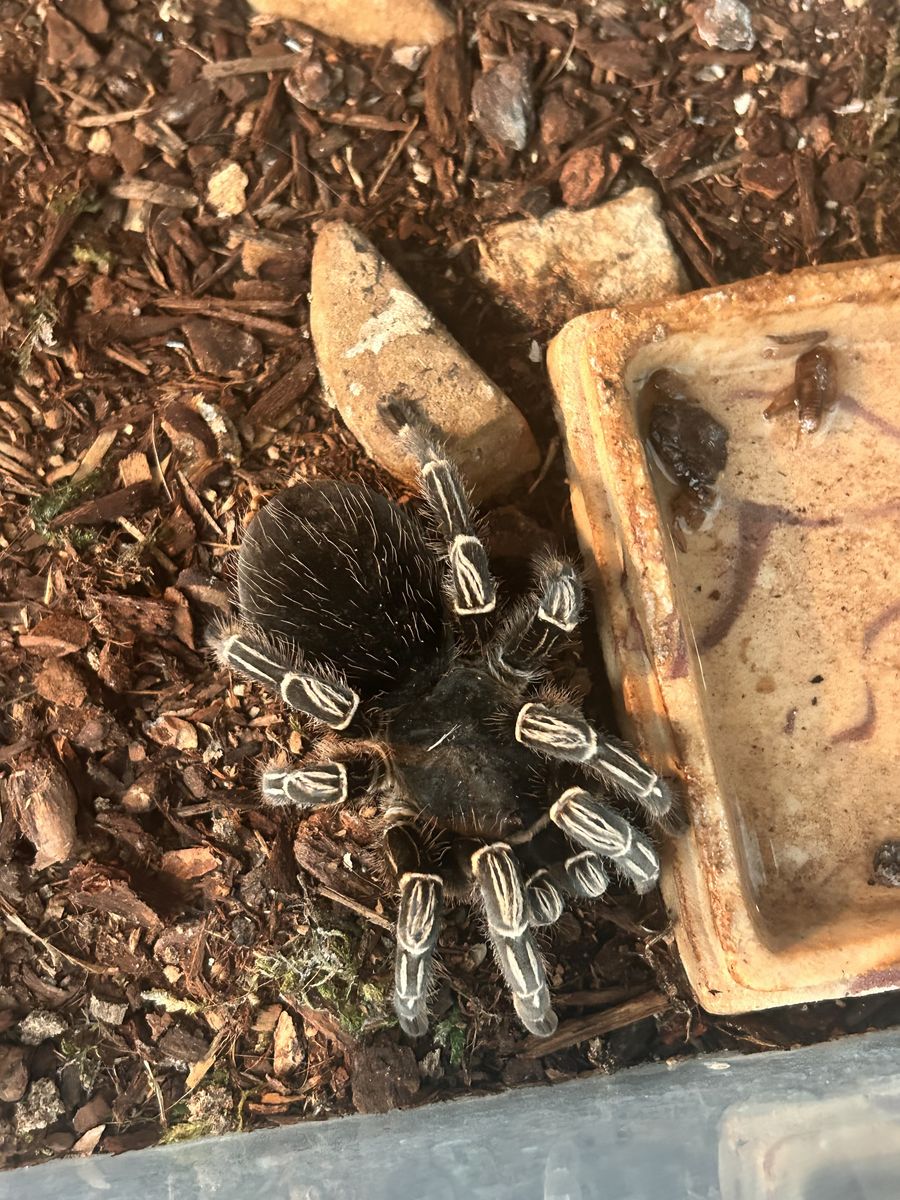 Costa Rican Zebra Tarantula