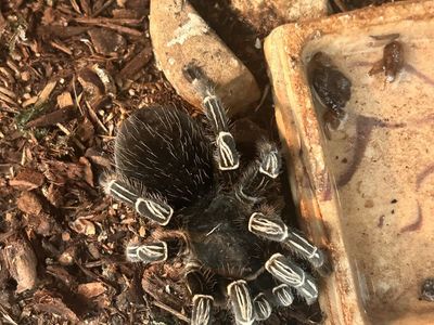 Costa Rican Zebra Tarantula