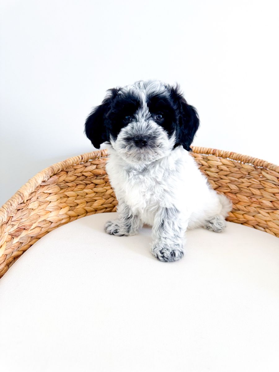 APRI Coton de Tulear - like Bichon Havanese Shih Tzu Yorkie Poodle Maltese Hypoallergenic No Shed ESA Therapy Companion Lap Dog