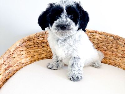 APRI Coton de Tulear - like Bichon Havanese Shih Tzu Yorkie Poodle Maltese Hypoallergenic No Shed ESA Therapy Companion Lap Dog