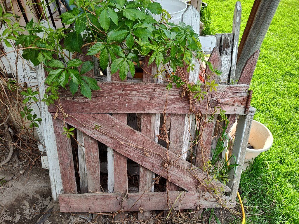 Old Distressed Picket Fencing