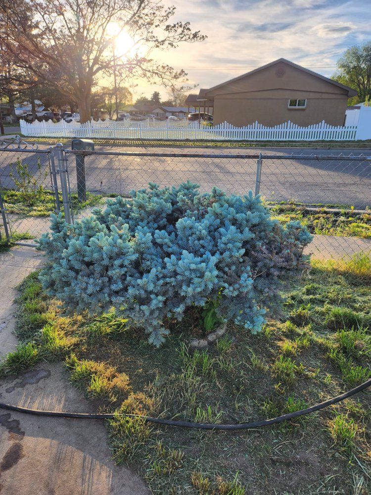 Dwarf Blue Spruce