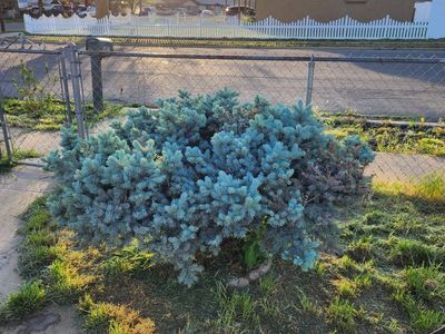 Dwarf Blue Spruce