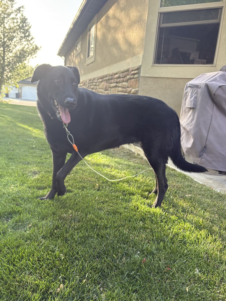 Free dog