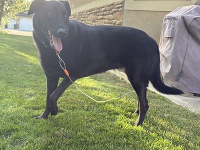 Free dog
