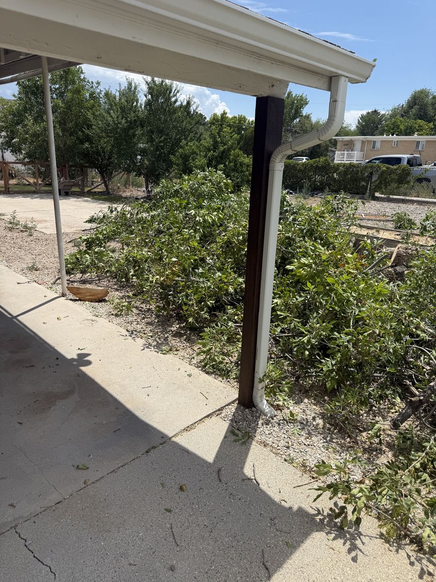 Free Ash Firewood