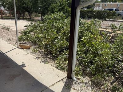 Free Ash Firewood