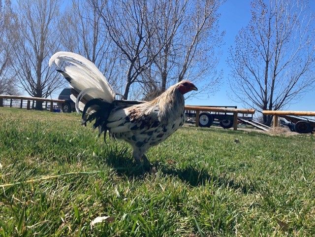 Sweater Grey and Pumpkin Grey Rooster