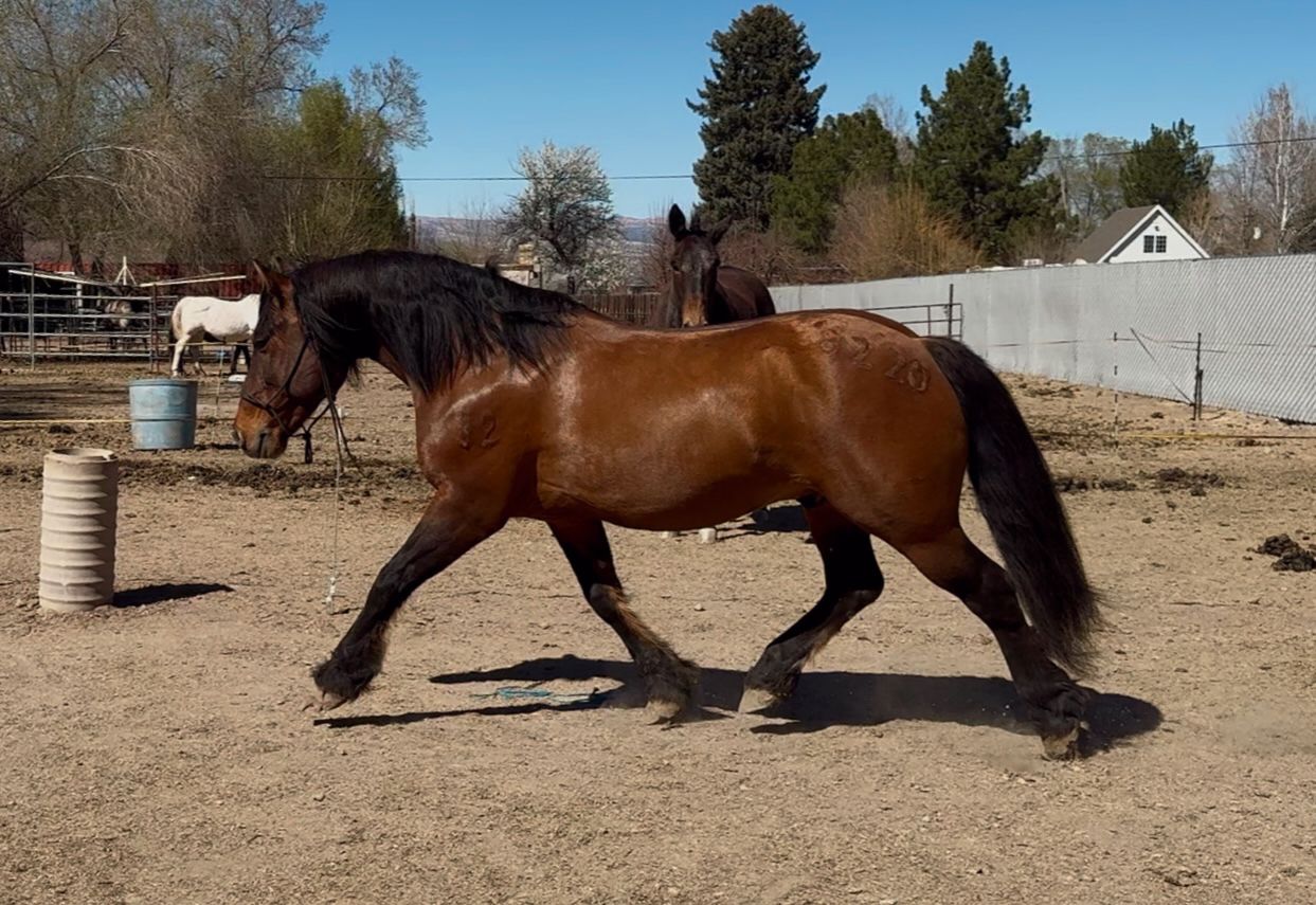 7 Yo Dun Draft X Gelding