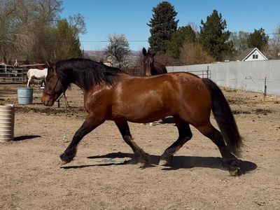 7 Yo Dun Draft X Gelding