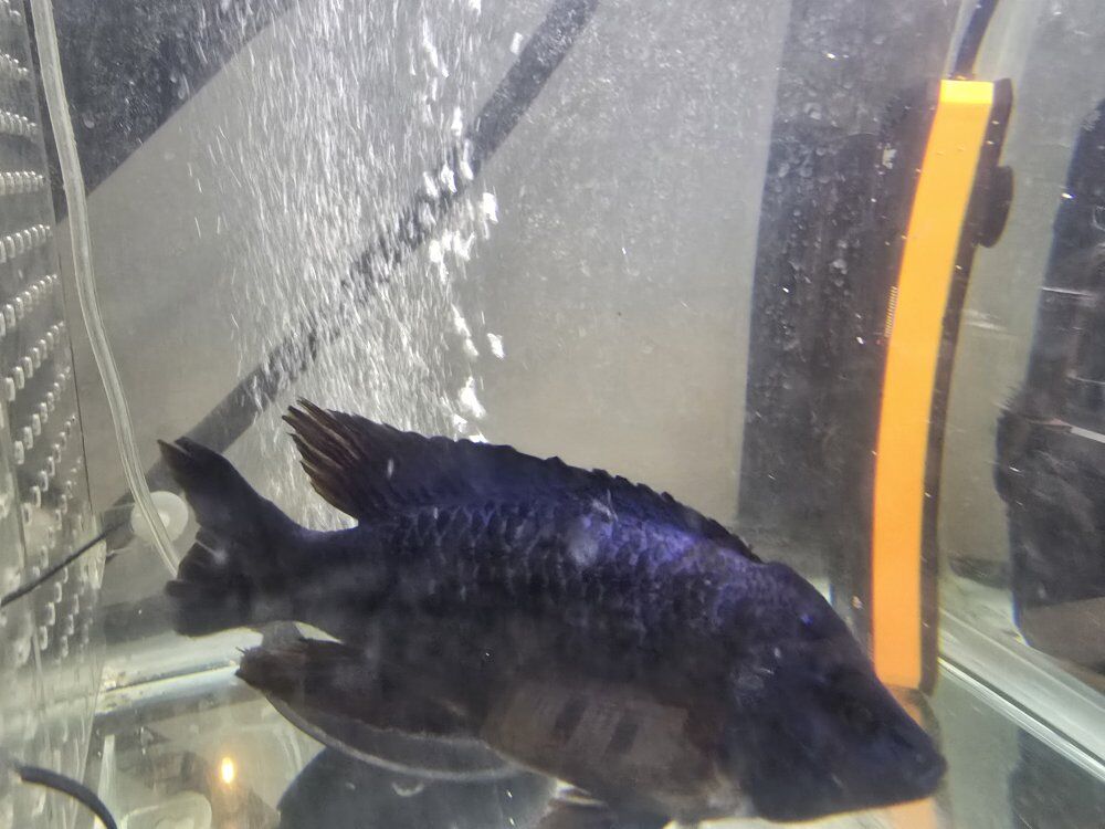 Peacock cichlid hybrid male