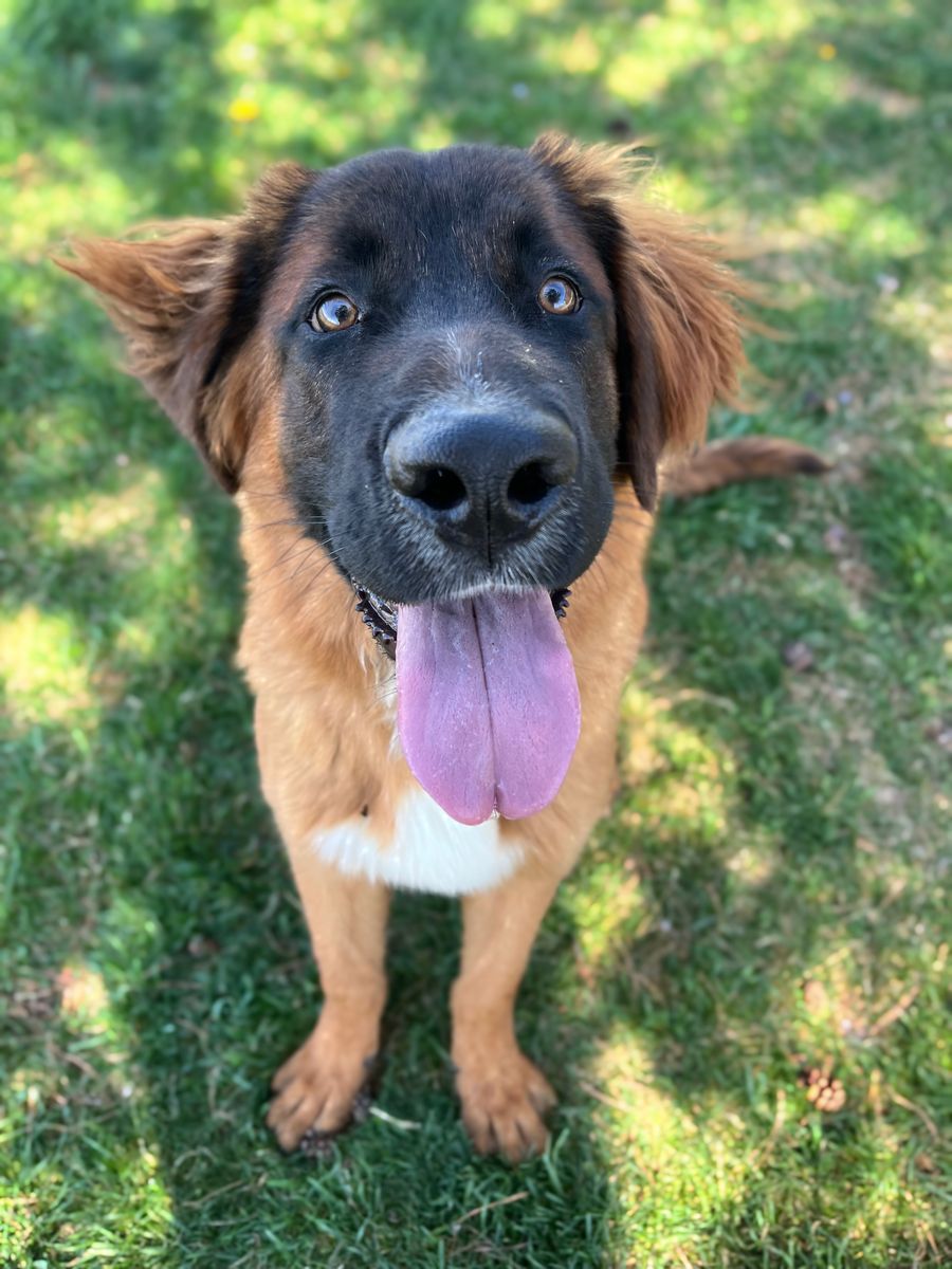 AUGGIE NEEDS A FOREVER HOME!