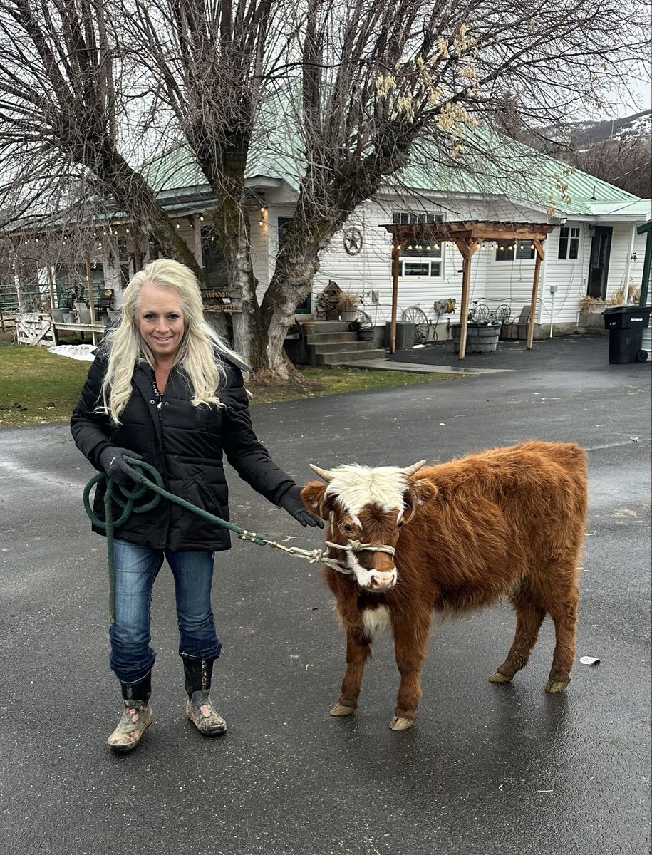 Bred Highland Cow and Calf Pair (three for one!!)