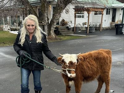 Bred Highland Cow and Calf Pair (three for one!!)