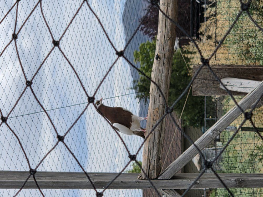 Pouter pigeons