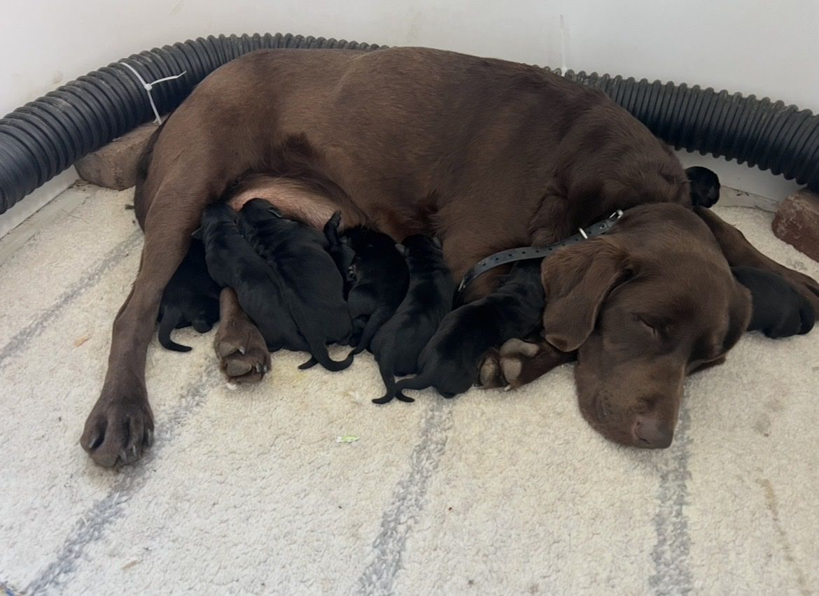 AKC Lab / Labrador Puppies 
