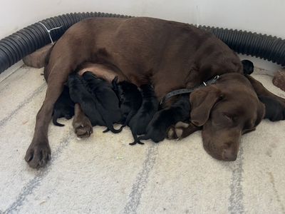 AKC Lab / Labrador Puppies
