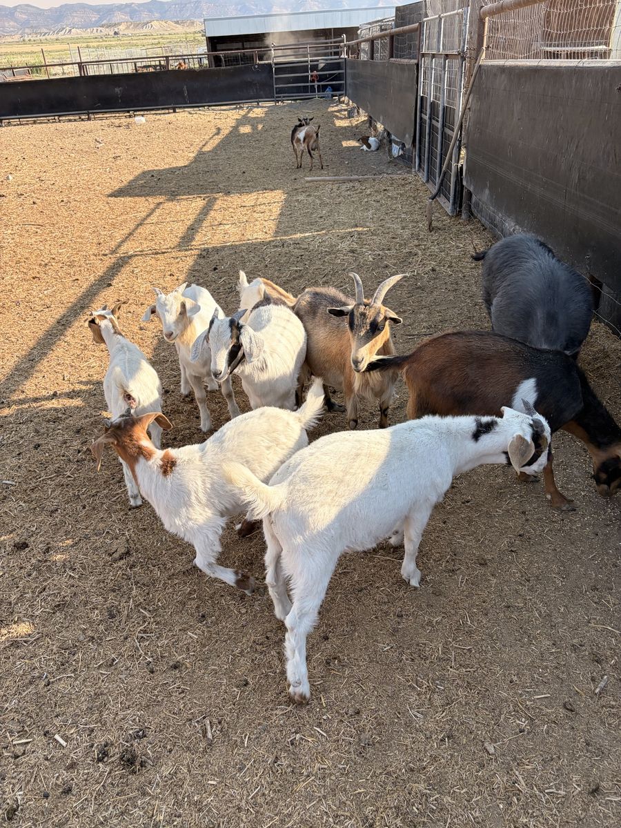 Goats
