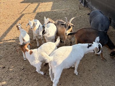 Goats