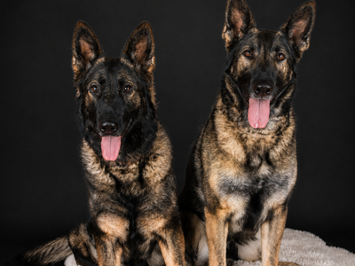 AKC, Health Tested GERMAN Shepherds - Upcoming Litters