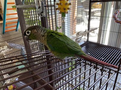 Rehoming; Conure Bird "Jade"