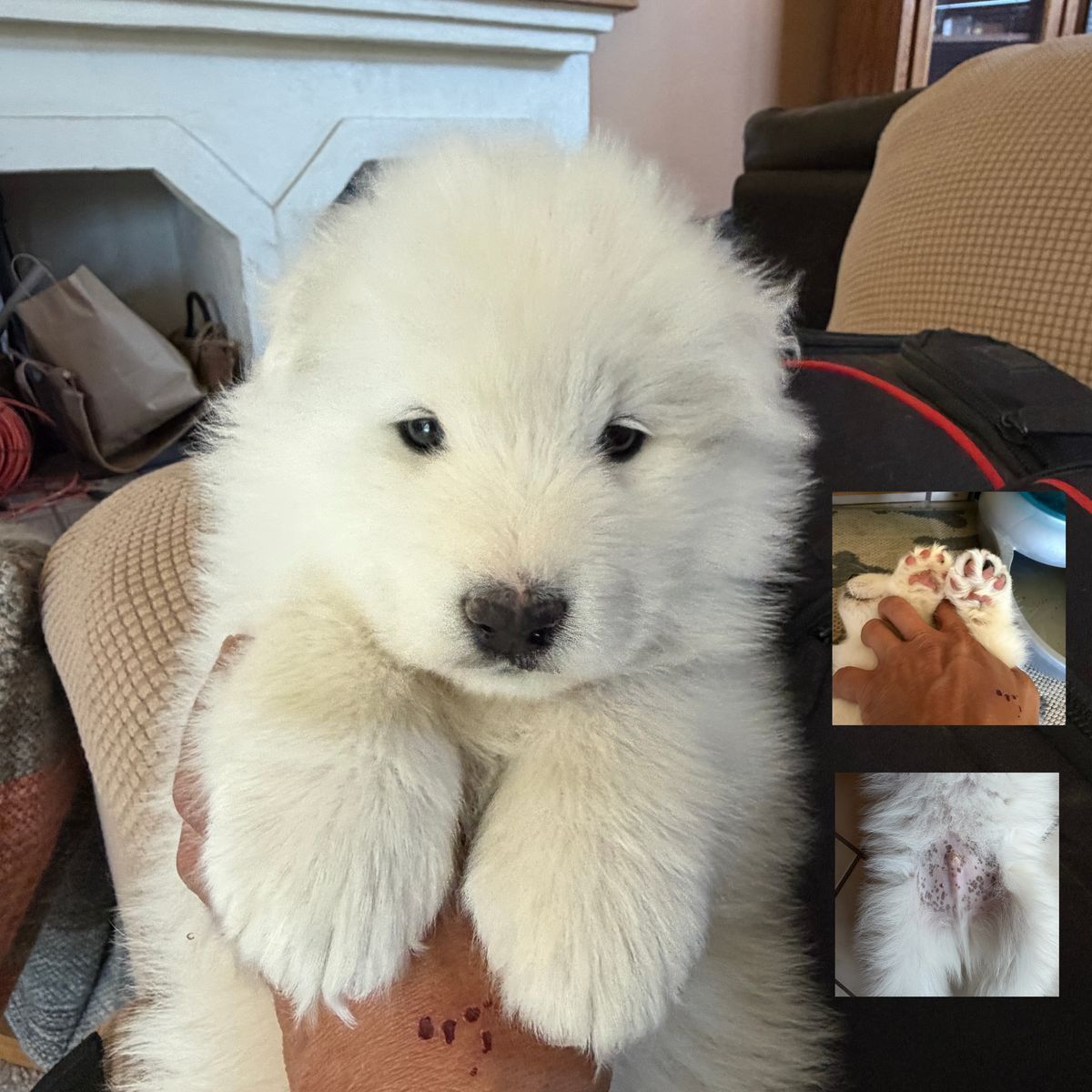 AKC Samoyed Male Puppy