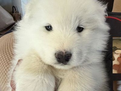 AKC Samoyed Male Puppy