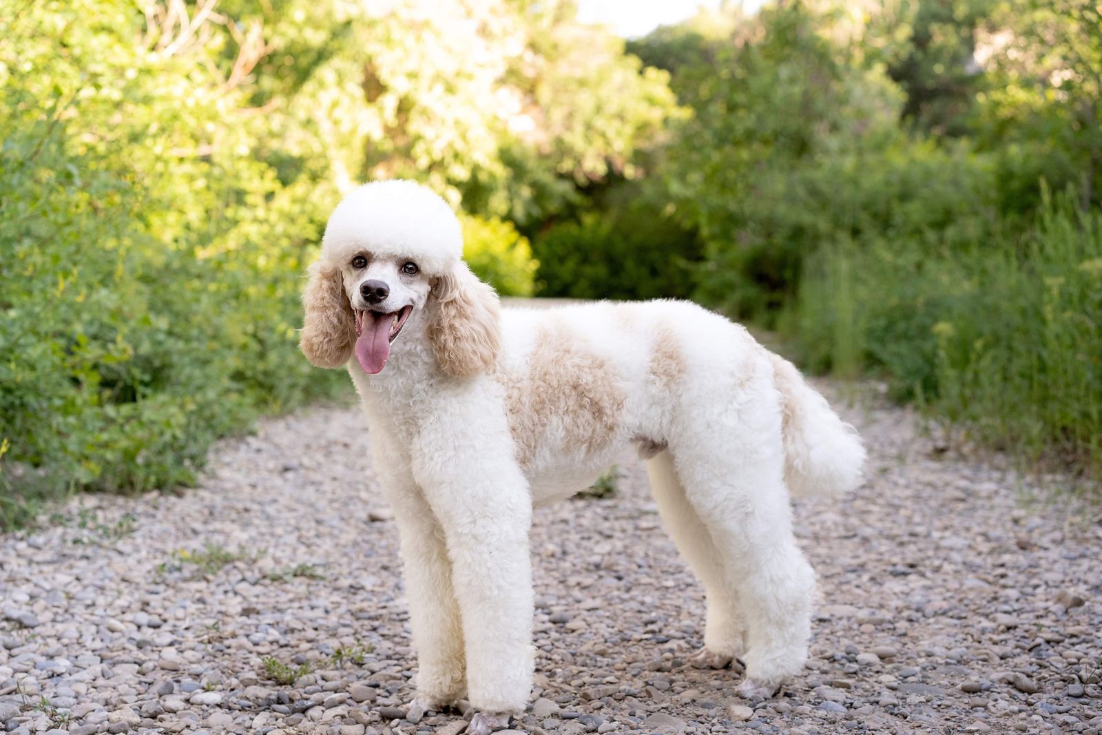 AKC Moyen Hidden Tri Poodle Stud