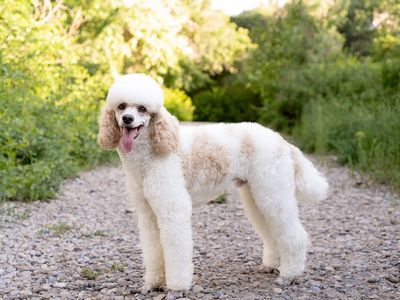 AKC Moyen Hidden Tri Poodle Stud