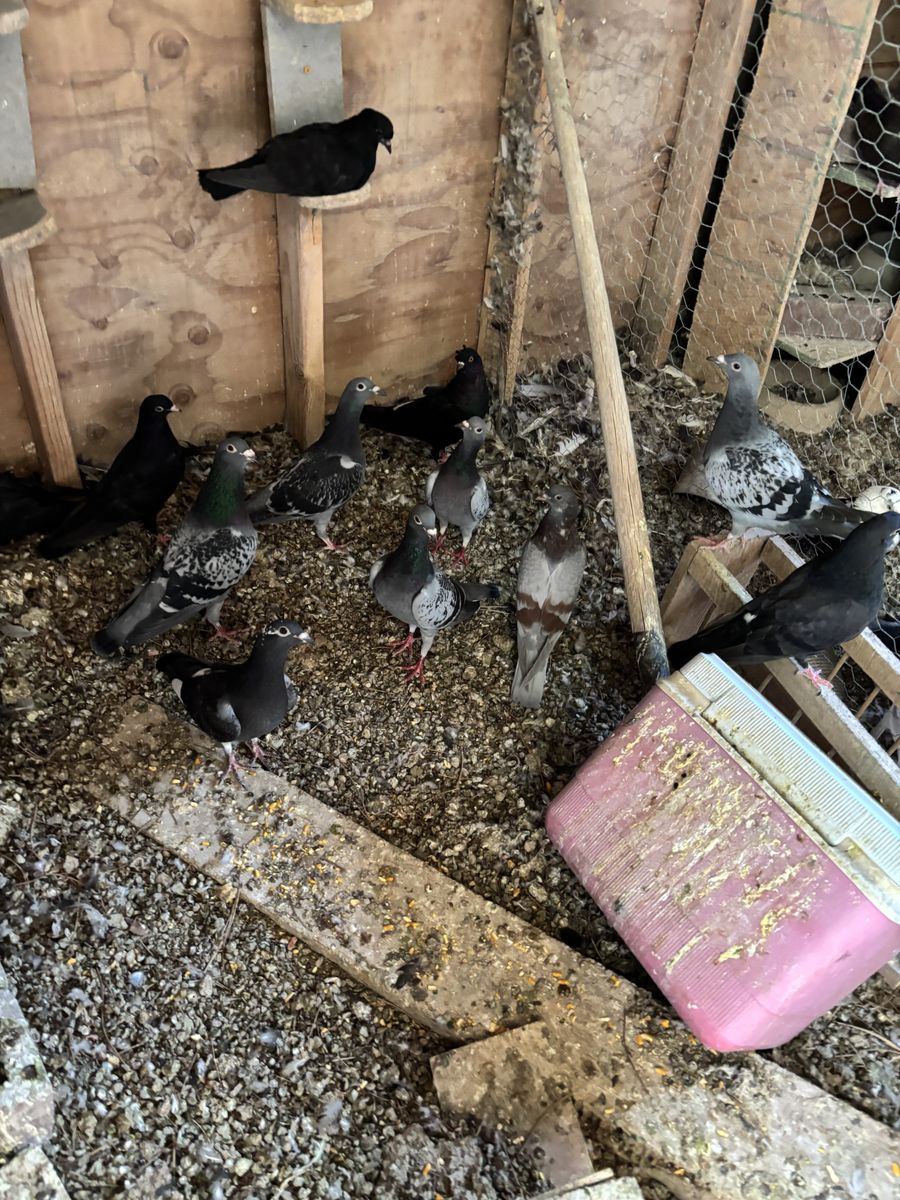 Homing Pigeons